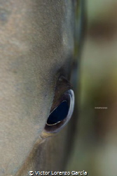Grey Angel fish eye in the mexican caribbean. by Victor Lorenzo García 